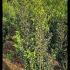 imhs 1.5-1.75 m buy online UK.