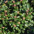 Ilex meserveae Heckenstar Blue Holly Castle Wall Holly