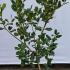 Ilex Nellie Stevens 30-40 cm buy online UK.