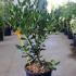 Ilex Nellie Stevens 60-80 cm buy online UK.