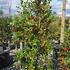 ilexcd 1.5-1.75 m buy online UK.
