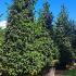Ilex Nellie Stevens 2.5-3 m buy online UK.