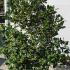 Ilex Nellie Stevens 1-1.25 m buy online UK.