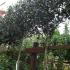 Full Standard Holly Trees for above fence screening