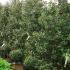 Ilex Nellie Stevens, Hollies UK