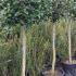 Half Standard Ilex Topiary Trees buy online from our London plant centre, UK