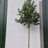 Ilex X Koehneana Chestnut Leaf Holly 4.5-5 m buy online UK.