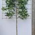 Ilex X Koehneana Chestnut Leaf Holly Pleached Tree 3.3 m buy online UK.