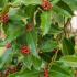 Ilex Koehneana, Chestnut Leaf Holly pleached Trees for sale UK