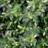 Ilex Crenata Greenhedge Japanese Holly for Hedging