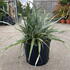 astss 60-80 cm buy online UK.