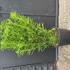 Choisya x Dewitteana Aztec Pearl 60-80 cm in 20L