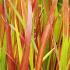 Imperata Red Baron or Japanese Blood Grass Ornamental Grass for sale online with UK and Ireland delivery.