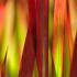 Imperata Red Baron or Japanese Blood Grass Ornamental Grass for sale online with UK and Ireland delivery.