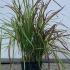 Imperata Red Baron 30-40 cm buy online UK.