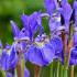 Iris Sibirica or Siberian Iris Deciduous Flowering Perennial