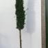 Italian Cypress Agrimed Standard Tree 3.1-3.5 m buy online UK.