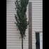 Italian Cypress Agrimed Standard Tree 4-4.5 m buy online UK.
