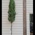 Italian Cypress Agrimed Standard Tree 3-3.5 m buy online UK.