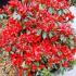 Japanese Azaleas, Flowering Shrubs, UK