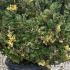 Japanese Privet Silver Star Ligustrum Japonicum Silver Star 80-100 cm buy online UK.