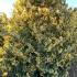 Japanese Privet Silver Star Ligustrum Japonicum Silver Star 1.4-1.6 m buy online UK.