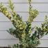 Japanese Privet Silver Star Ligustrum Japonicum Silver Star 60-80 cm buy online UK.