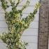 Japanese Privet Silver Star Ligustrum Japonicum Silver Star 1-1.25 m buy online UK.