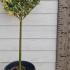 Japanese Privet Silver Star Ligustrum Japonicum Silver Star 1-1.2 m buy online UK.