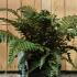 Japanese Tassel Fern - Polystichum Polyblepharum 30-40 cm buy online UK.