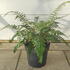 polystichpoly 10-20 cm buy online UK.