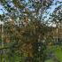 zs 2.5-3 m buy online UK.