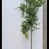 Japanese Zelkova Serrata Tree 3-3.5 m buy online UK.