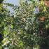 Japanese Zelkova Serrata Tree 1.5-1.75 m buy online UK.