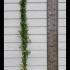 Jasminum Azoricum White Azorean Jasmine 1.75-2 m buy online UK.