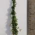 Jasminum Humile Revolutum 80-100 cm buy online UK.