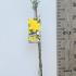 Jasminum Nudiflorum Winter Jasmine 60-80 cm buy online UK.