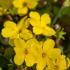 Jasminum Nudiflorum Winter Jasmine is also known as Jasminum Sieboldianum. Yellow winter flowering jasmine for sale UK delivery.