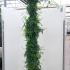 Jasminum Officinale Common Jasmine 1.75-2 m buy online UK.