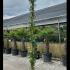 Jasminum Officinale Common Jasmine 2-2.5 m buy online UK.