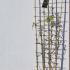 Jasminum Officinale Common Jasmine 1.2-1.4 m buy online UK.