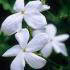 Jasminum Officinale or Common Jasmine for sale online UK