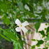 A fragrant, deciduous vine with white star-shaped flowers that bloom in summer.
