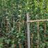 Jasminum Sambac Arabian Jasmine 1-1.5 m buy online UK.