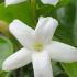 Jasminum Sambac Arabian Jasmine