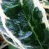 Variegated Portugal Laurel shrubs available at our London garden centre.