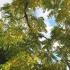 Juglans Nigra or Black Walnut, a large fast growing fruiting walnut tree 