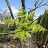 Juglans Nigra or Black Walnut, a large fast growing fruiting walnut tree 