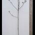 Juglans Regia Broadview Walnut Tree 3-3.25 m buy online UK.