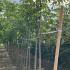 Juglans Regia - English Walnut 3-3.5 m buy online UK.